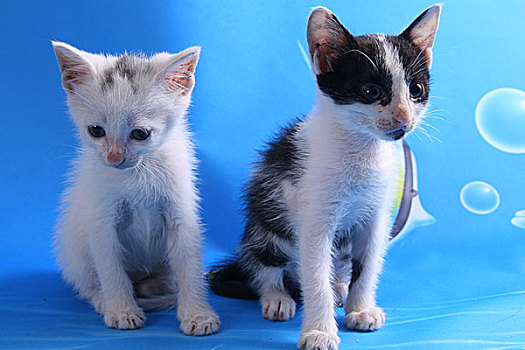 小猫,红色,白色,彩色,简单,背景家猫猫,猫咪猫,猫咪猫波斯猫,小猫,6