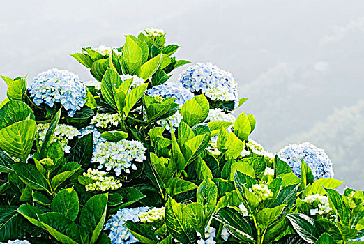 八仙花图片_八仙花图片大全_八仙花图片素材