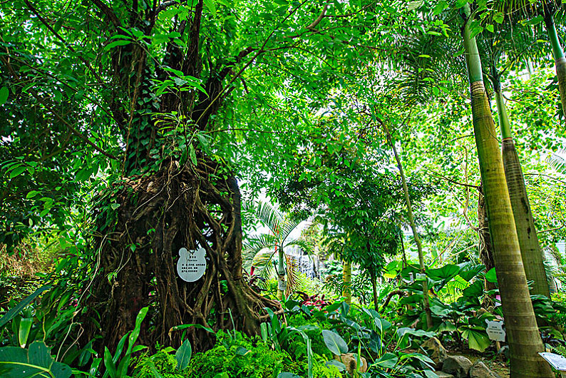 热带雨林图片_热带雨林高清图片_全景视觉