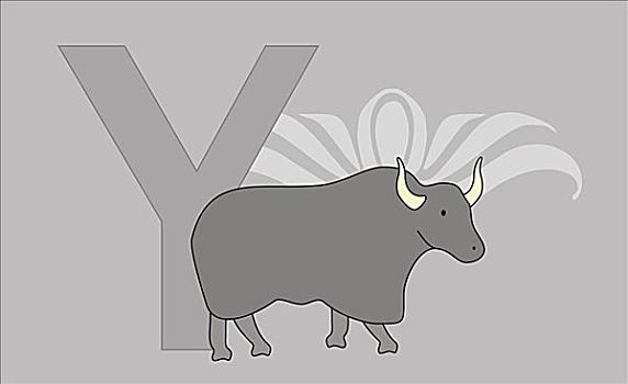 野生牦牛图片