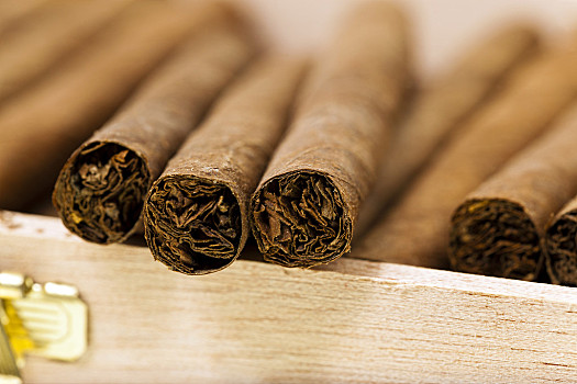 小雪茄图片