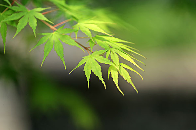 槭树叶图片_槭树叶高清图片_全景视觉