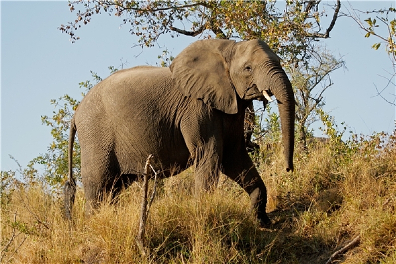非洲象图片_非洲象高清图片_全景视觉