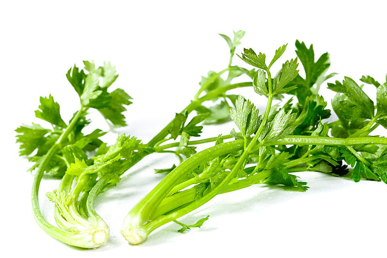 白底上的小芹菜_高清图片_全景视觉