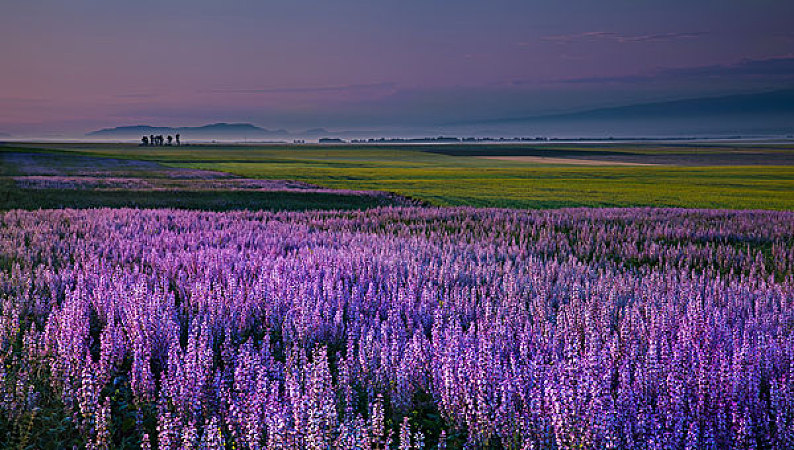 昭苏油菜花紫苏田_图片素材