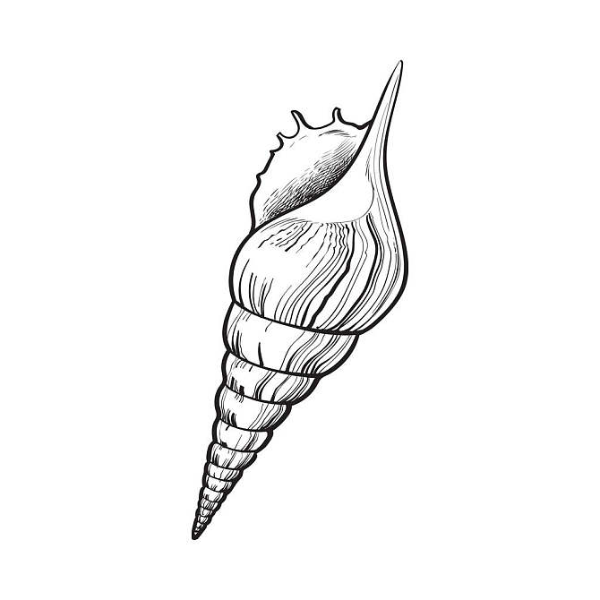 螺旋,贝壳,海螺壳,隔绝,素描,风格,矢量,插画,白色背景,背景,绘画