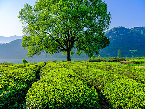 茶园风景风光图片