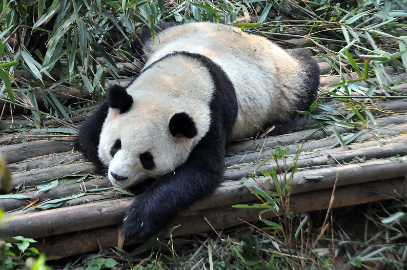 大熊猫_睡觉_熊猫_浅_高清图片_全景视觉