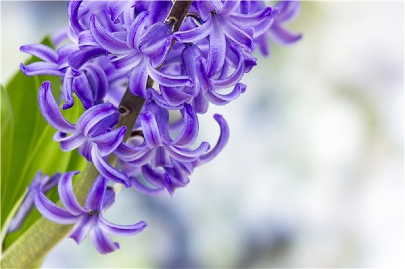 盛开_风信子_花_高清图片_全景视觉