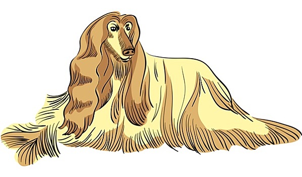 彩色阿富汗猎犬,狗,跑两只,狗,玩阿富汗猎犬,狗,走纯种动物,狗,卡通