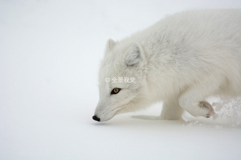 北极狐_雪地_靠近_高清图片_全景视觉