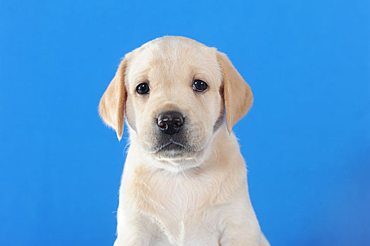拉布拉多犬图片