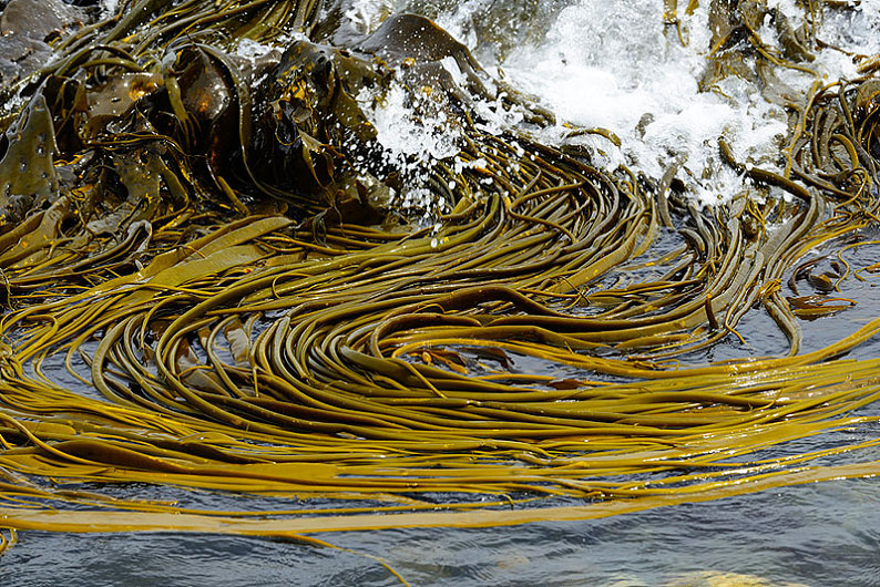 冲积_巨大_海藻_巨藻_奇洛埃岛_智利_南美_高清图片_全景视觉