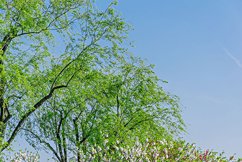 春天的柳树图片_春天的柳树高清图片_全景视觉