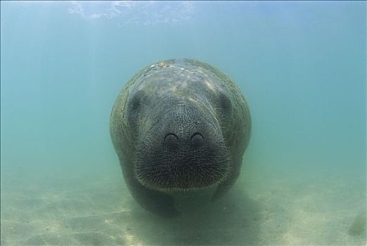 海牛图片