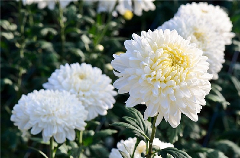 白色_菊花_花_花园_高清图片_全景视觉