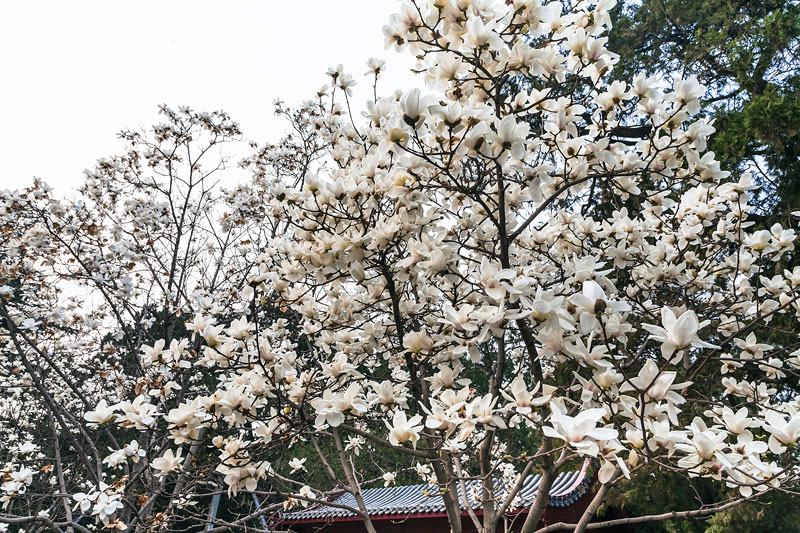 白花,木兰,树,北京