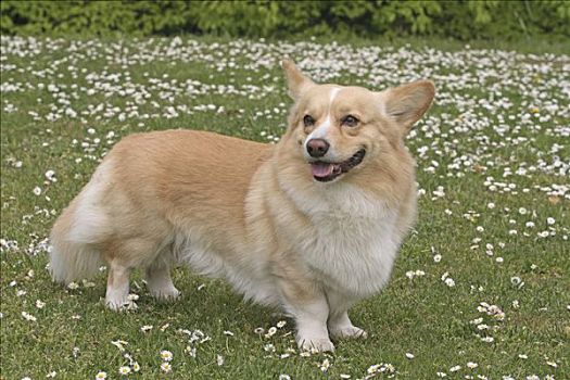 彭布罗克威尔士柯基犬,站立,草地,侧面