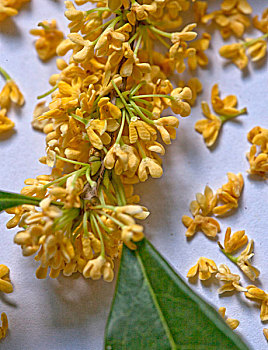 桂花还可以用来泡茶饮用
