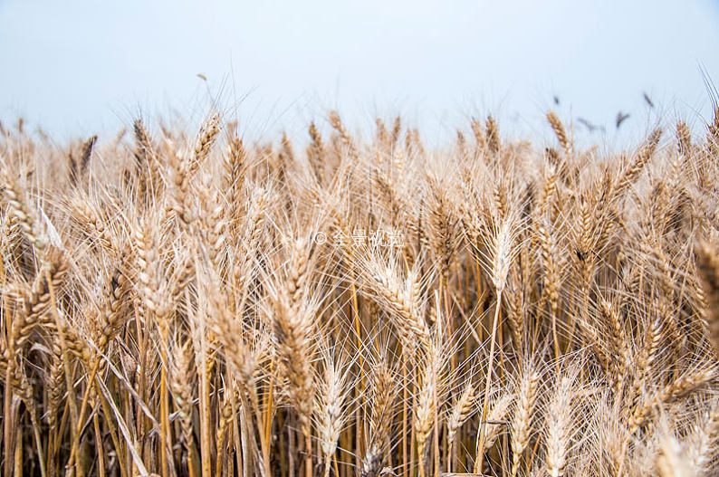 成熟的小麦麦穗特写_图片素材