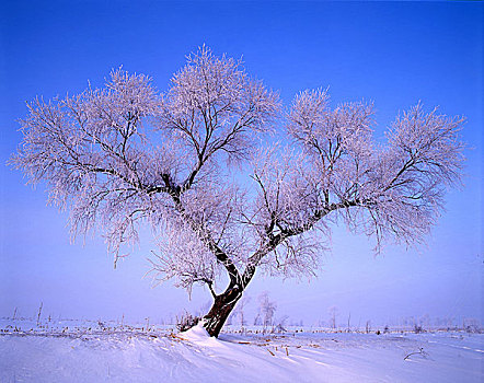 吉林雾凇岛雪景图片