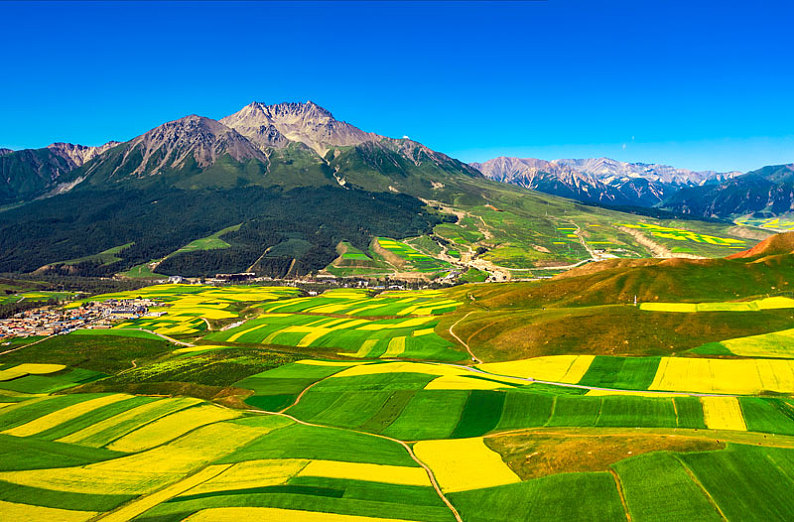 青海省祁连县卓尔山景区牛心山下的油菜花田