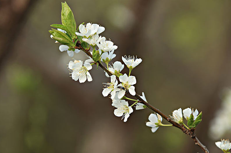 李花_李树的花_高清图片_全景视觉