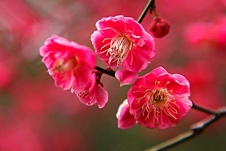 梅花图片_梅花高清图片_全景视觉