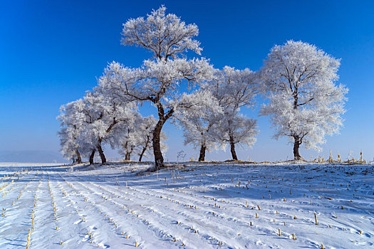 吉林雾凇岛雪景图片