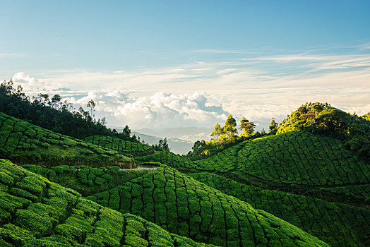 绿色,山,茶园,绿茶种植园,蓝天,背景,喀拉拉,茶,不动产,泰米尔纳德邦