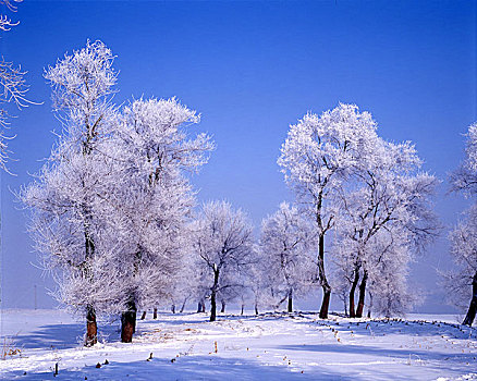 吉林雾凇岛雪景图片