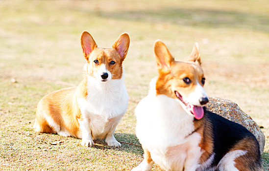 柯基犬宠物柯基犬宠物柯基犬柯基犬彭布罗克威尔士柯基犬,小狗,排列