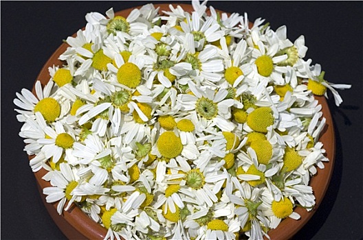 甘菊