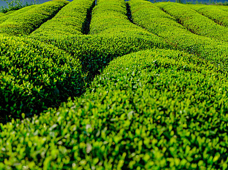 茶园风景风光图片