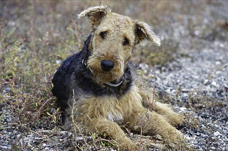 梗犬