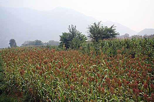 高粱图片