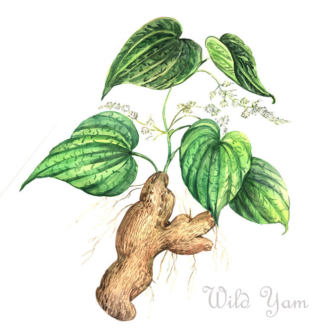 水彩_野外_山药_插画_花_高清图片_全景视觉