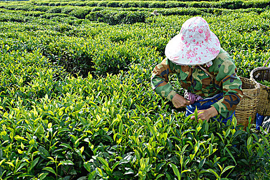 茶农在茶园采茶图片
