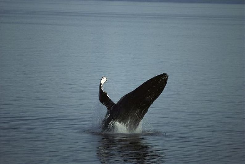 megaptera novaeangliae, breaching in summer feeding grounds