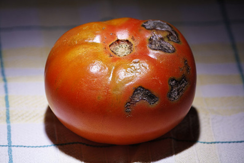 特写_腐烂_西红柿_高清图片_全景视觉