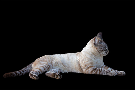 虎斑猫,侧面视角,黑色背景,背景