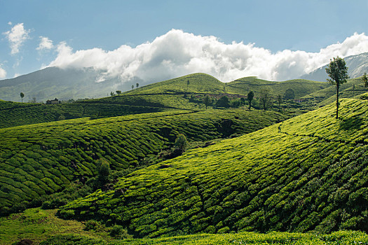 绿色,山,茶园,绿茶种植园,蓝天,背景,喀拉拉,漂亮,山景