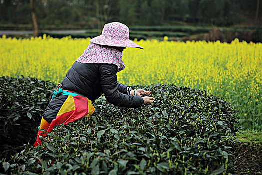 采茶的茶农图片