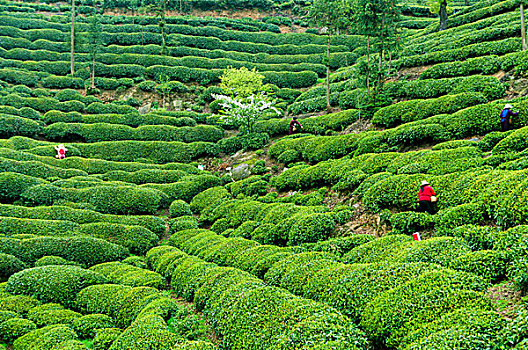 茶山采茶图片