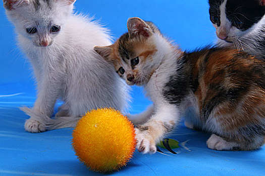 猫流浪猫流浪猫家猫房子,小猫,红色,白色,彩色,简单,背景