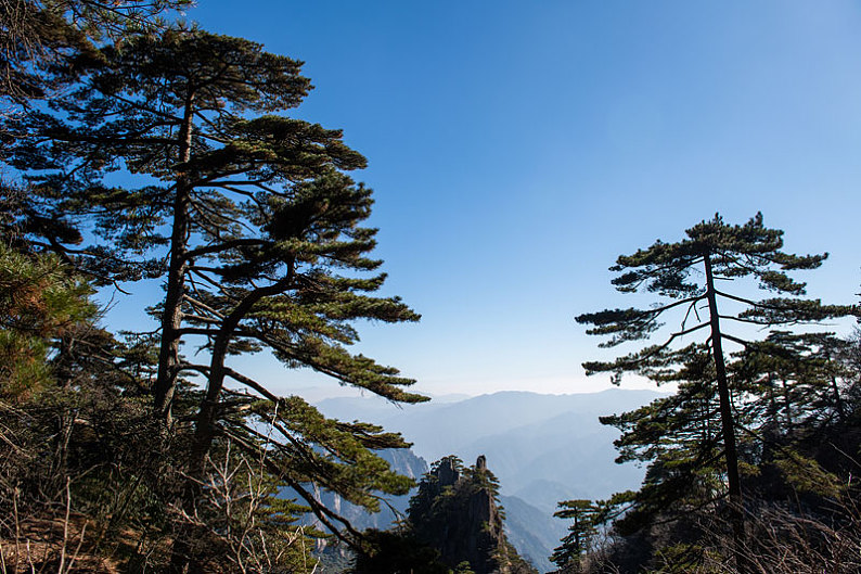 松树图片_松树高清图片_全景视觉