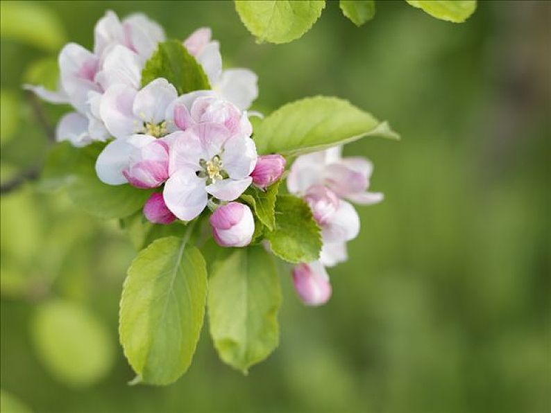 苹果花图片_苹果花高清图片_全景视觉