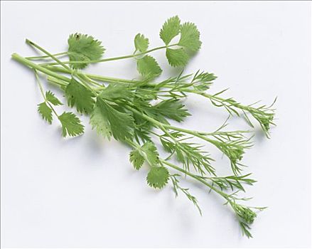 豆芫荽叶对虾,海螯虾,烘制,扇贝壳,柠檬,胡荽,装饰瓜,柠檬,胡荽芫荽叶