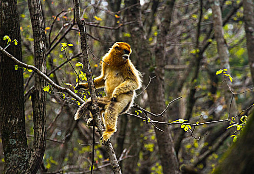 proboscis,monkey,in,the,trees金丝猴金丝猴猴子不丹,叶猴,猴子日本