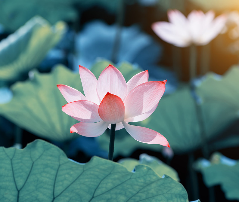 标 题:莲花,植物 英 文:lotus flower and lotus flower plants 编